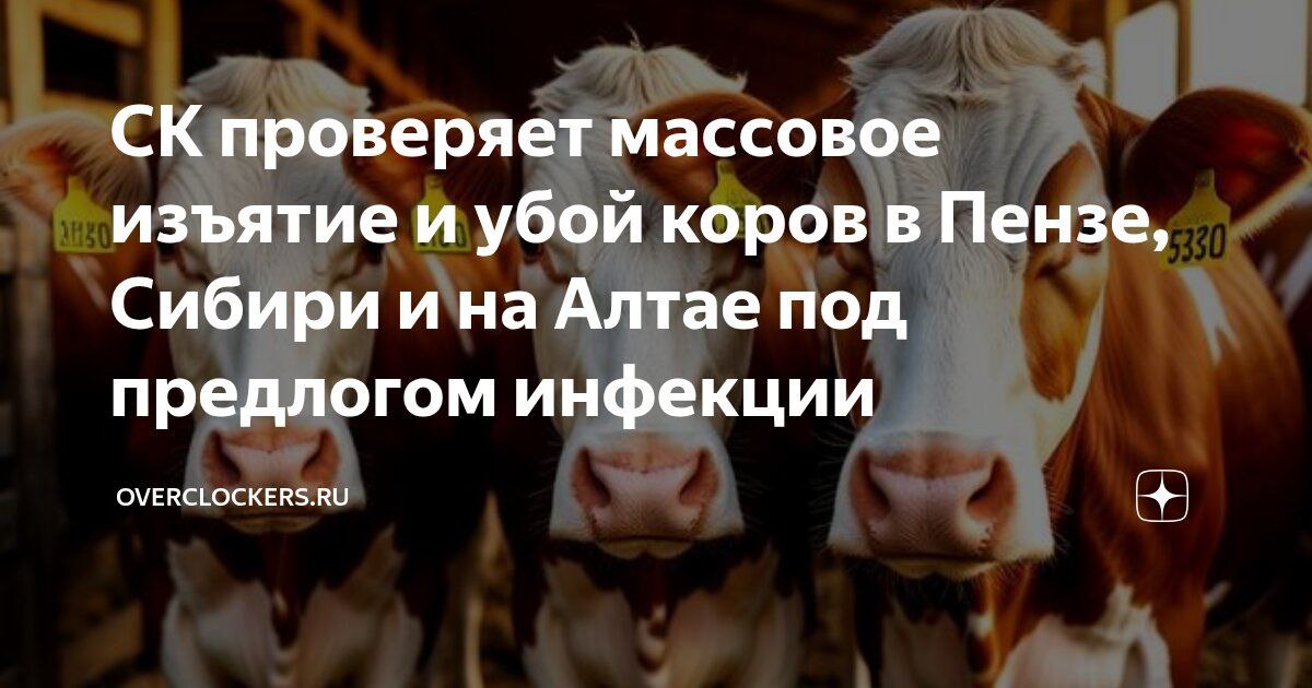 Краткий итог забоя скота в Сибири, в интересах агрохолдингов: