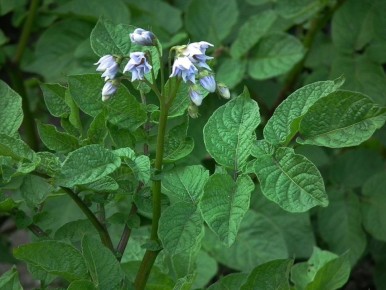 ��� �� �������� ��� ��������: ���������������� ������ ��� �������