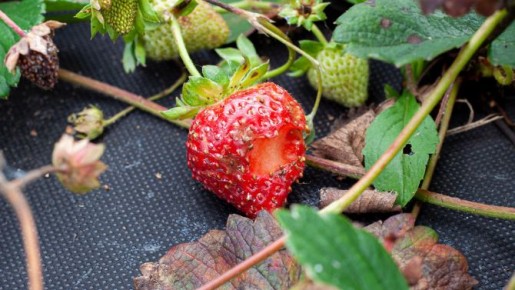 Как защитить клубнику от птиц за 20 минут: два простых и эффективных способа