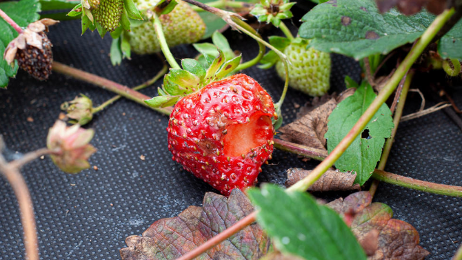 Как защитить клубнику от птиц за 20 минут: два простых и эффективных способа