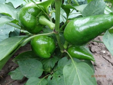 ������������ ������� ��������� ����������� ����� �� ������� ��������