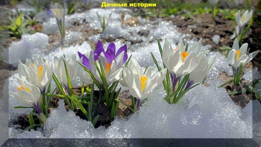 15 вопросов начинающих садоводов: полезные советы и ответы на актуальные темы