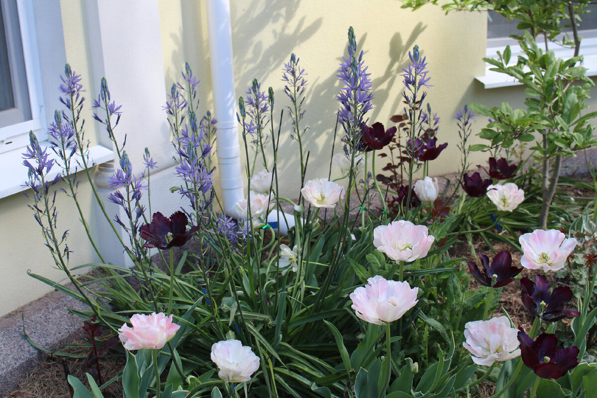 Весенние чудеса: что расцвело в саду в марте 2026 года