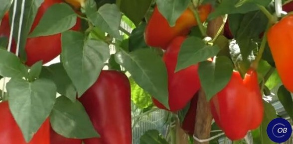 ��� ������� �������� �������� �������� � ��������� ������