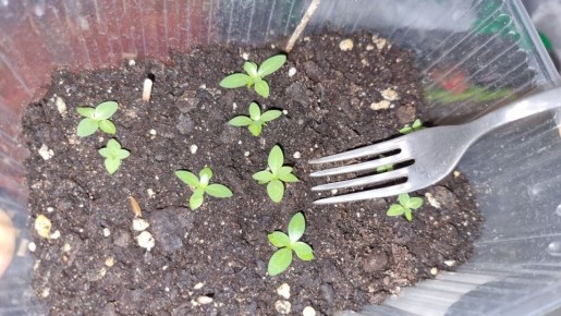 Эустома: секреты успешной пикировки рассады