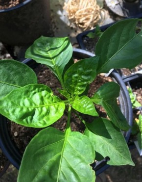 ������� ����������� � ������ ������� �����: ������ ���������