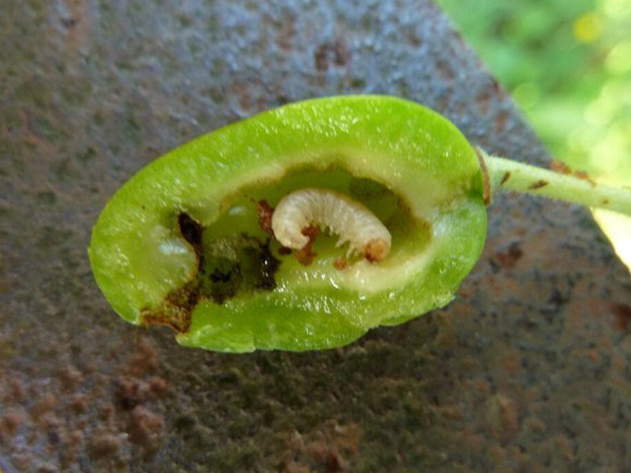 Как защитить сливу от пилильщика весной: проверенные средства