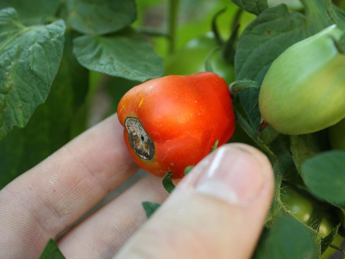 Как справиться с вершинной гнили на томатах: советы экспертов