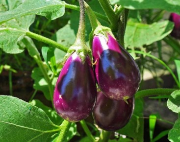 ��� ��������� ���������� �������: ������ ��� ��������� ������