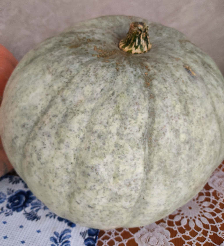 Тыква: осенний источник витаминов и оригинальных рецептов