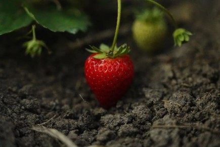 Как правильно посадить клубнику в августе