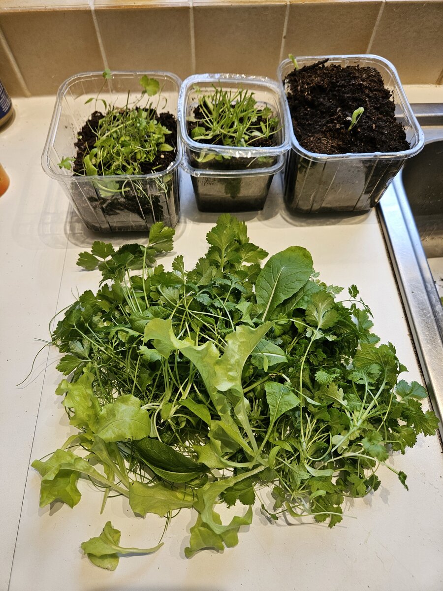 Как справиться со слизнями: несложный способ спасения урожая