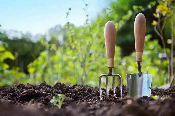 Кто истощает землю: 3 растения, которые не стоит сажать рядом с овощами