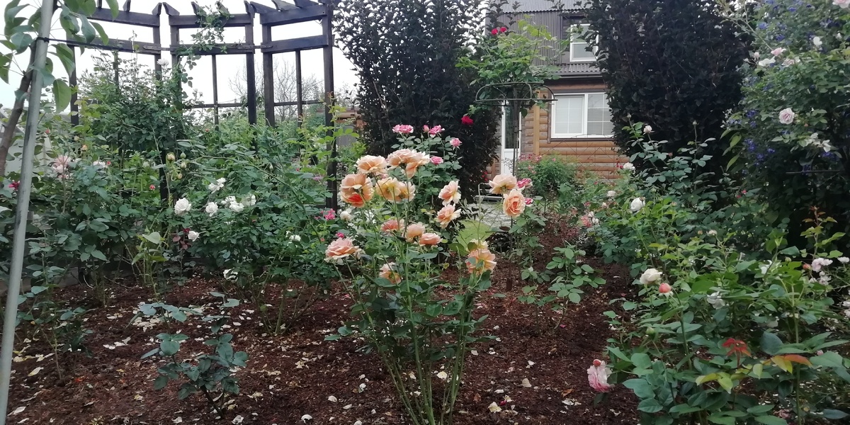 Как подготовить розы к зиме: секреты успешного укрытия