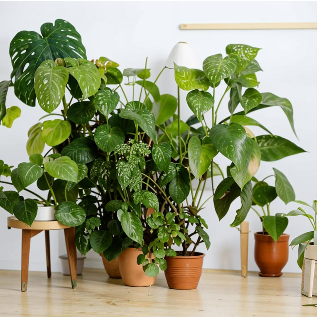 Комнатные растения, которые цветут круглый год: яркие акценты в вашем доме