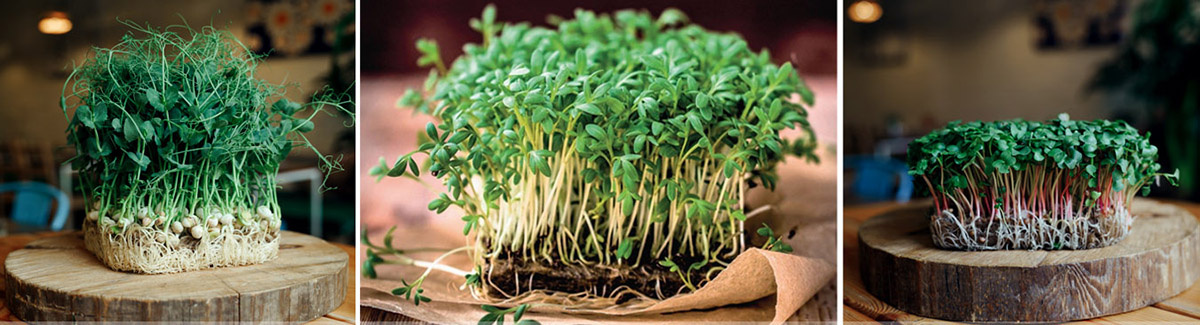 Как вырастить микрозелень зимой: секреты витаминного урожая