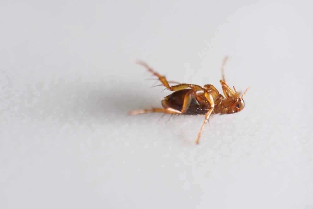 Эффективные методы борьбы с блохами в вашем доме