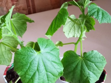 ������ �����������: ��� ���������� ������ ��������� �������� ����� ����������