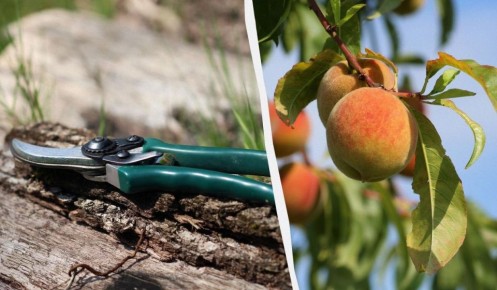 ����� ����� �������� �������: ������� ��������� �����