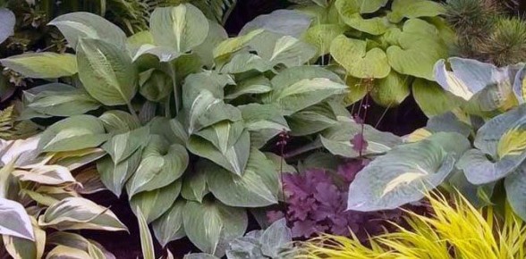 ������� ����� �� �������: ��� ������� ��� ��� ���������