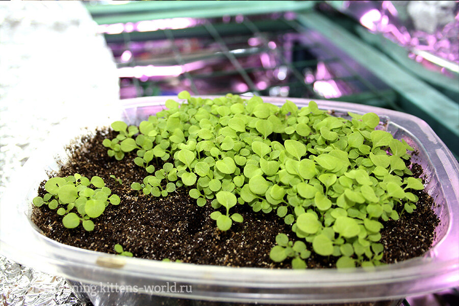 8 простых способов посадки мелких семян и один забавный метод от бабушки