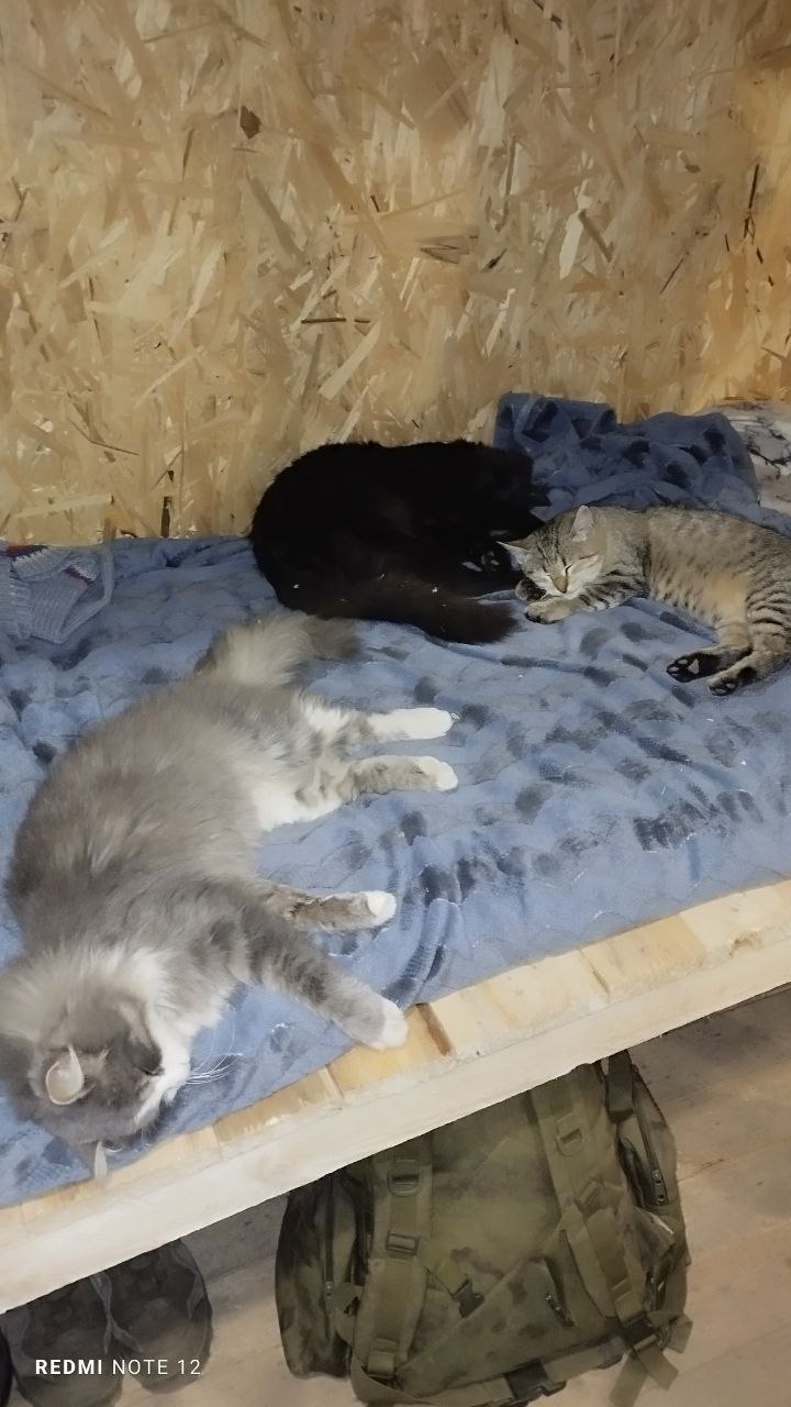 Терапия с усатыми-полосатыми Терапия с усатыми-полосатыми