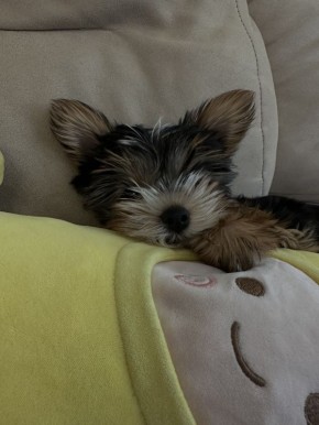 Терапия с усатыми-полосатыми