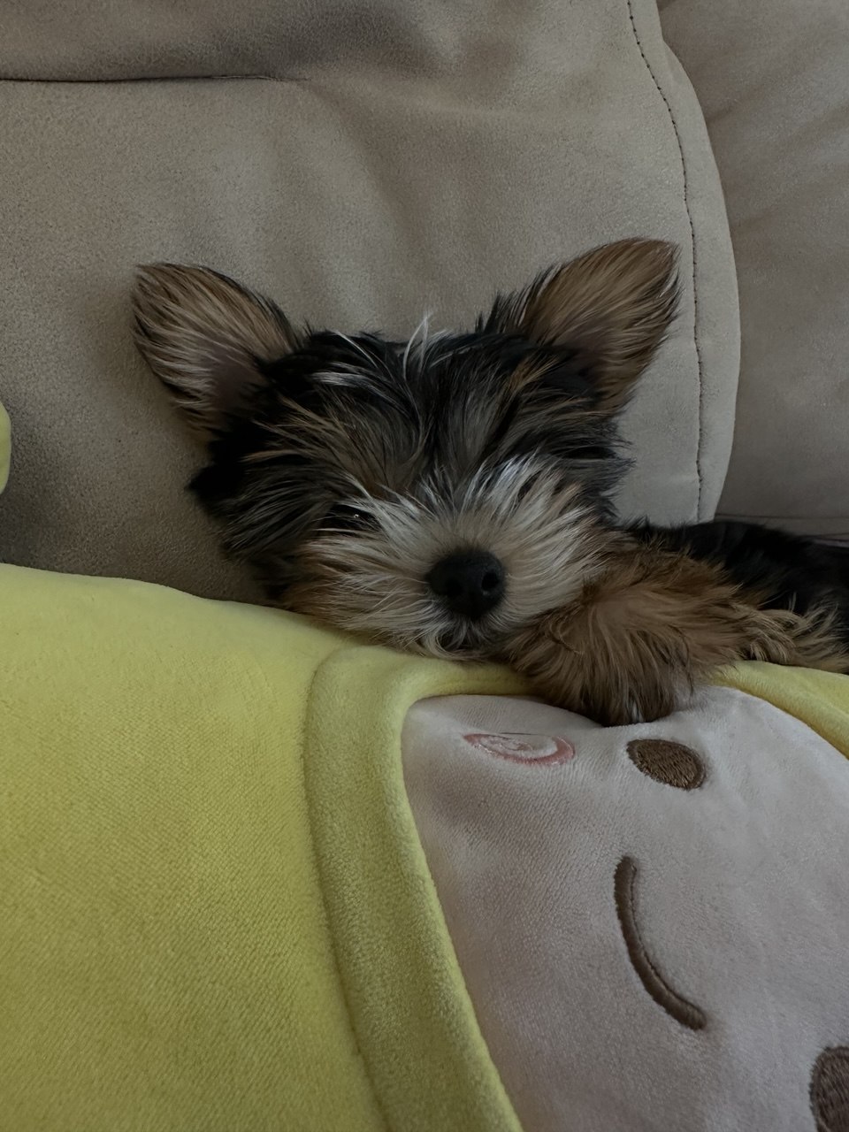 Терапия с усатыми-полосатыми