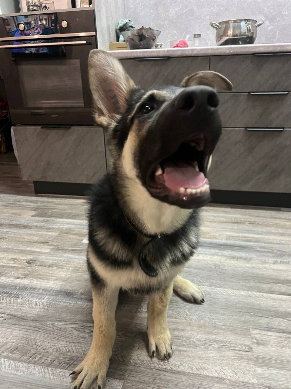 Терапия с усатыми-полосатыми Терапия с усатыми-полосатыми