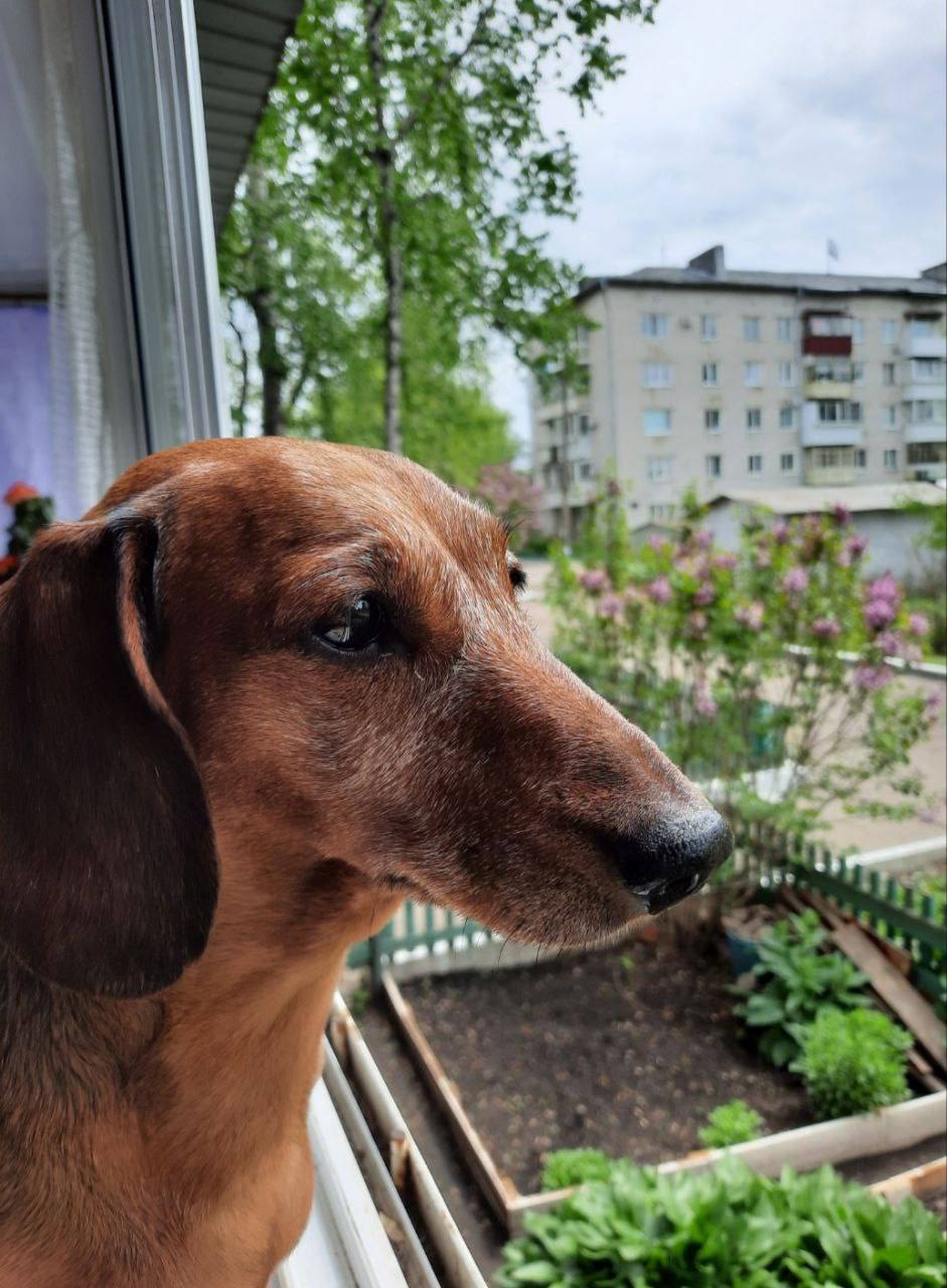 Терапия с усатыми-полосатыми Терапия с усатыми-полосатыми