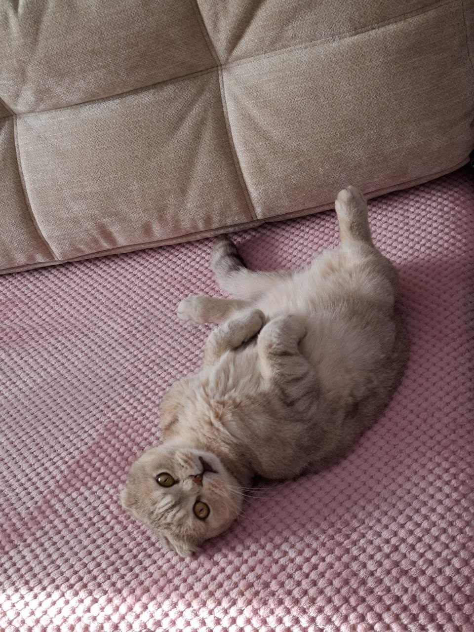 Терапия с усатыми-полосатыми Терапия с усатыми-полосатыми