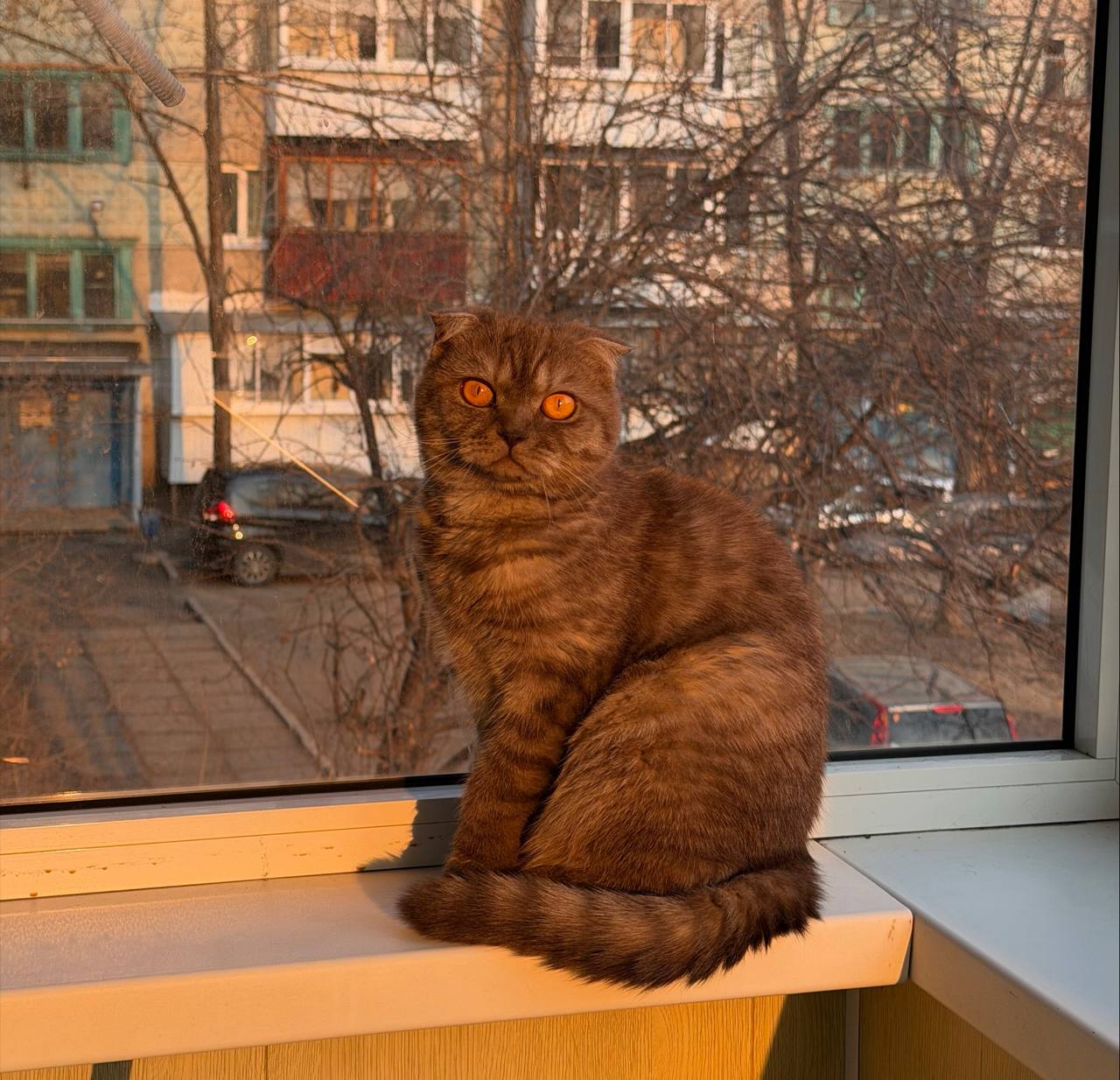 Терапия с усатыми-полосатыми Терапия с усатыми-полосатыми