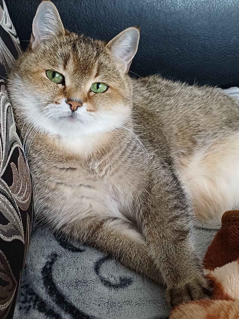 Терапия с усатыми-полосатыми Терапия с усатыми-полосатыми