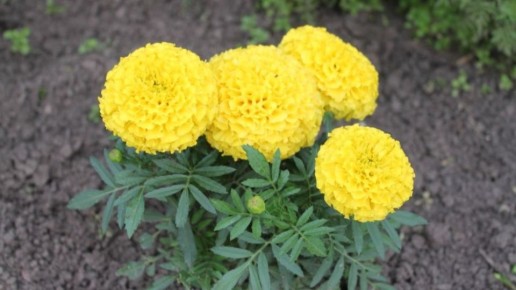 ��� ������� �� �����: ������� ��������� ����������� ��������� �� 5 ���� �� �����������