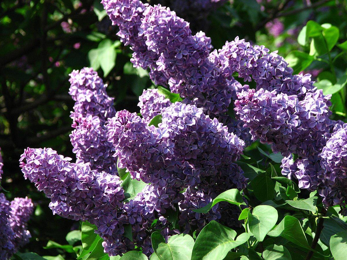 Секреты соседства: какие растения дружат, а какие враждуют в цветнике