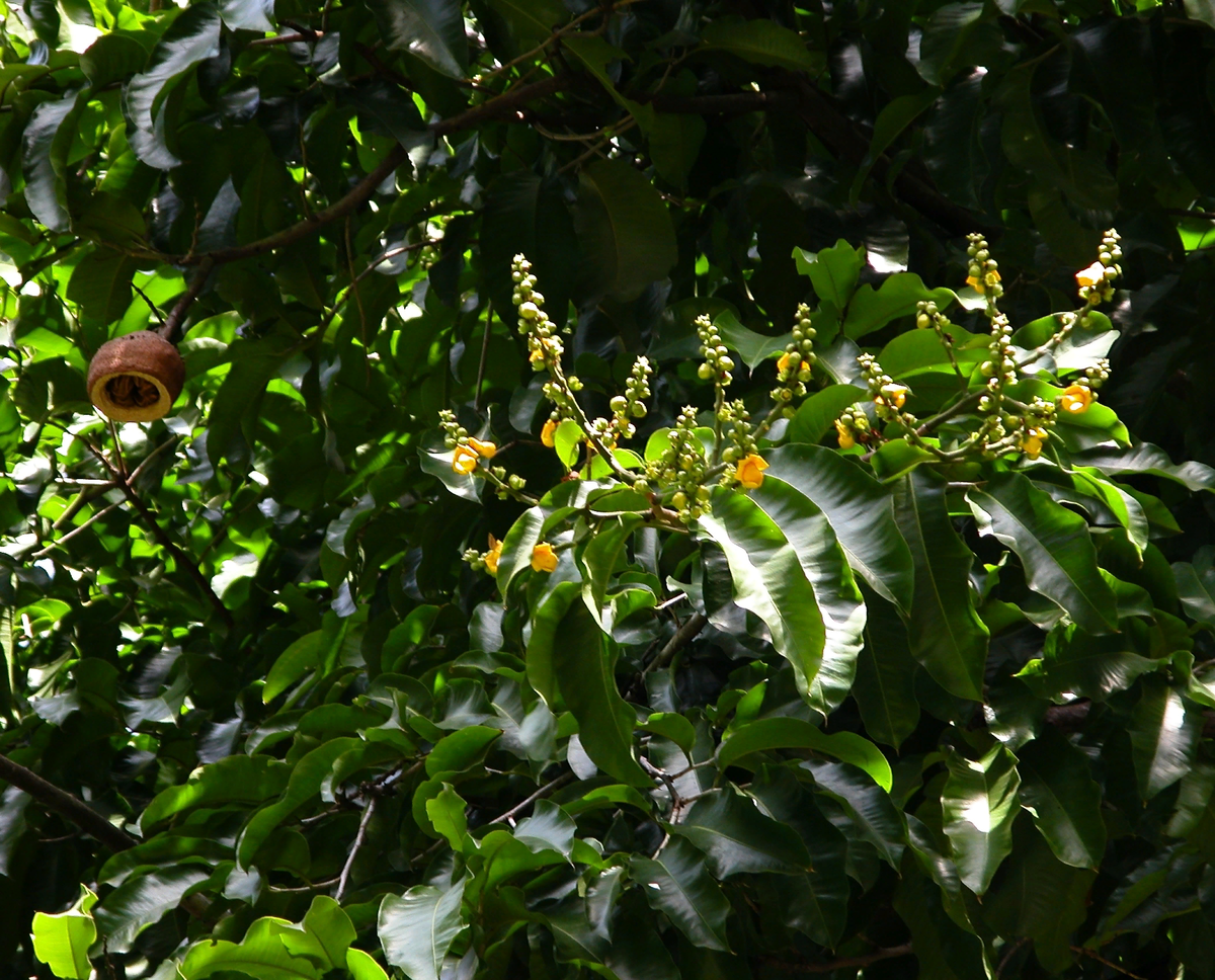 Лецитис: экзотический плод из джунглей, который полюбили обезьяны
