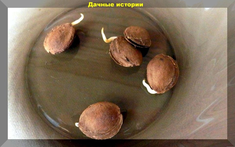 ��� ��������� ������ � �������: ������� �������� ��������� �� �������� � �����