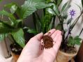 Кофейная гуща: секрет здоровья для растений