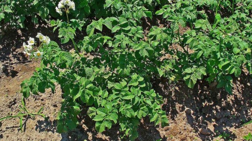 ����� ������ ��� ���������� ���������