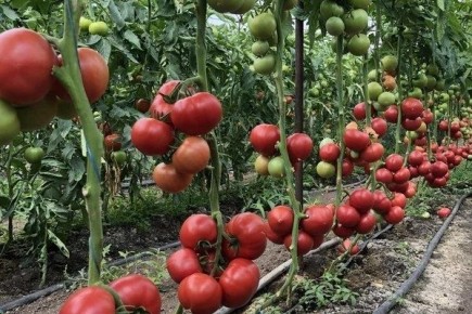 Как вырастить томаты Пинк: секреты и советы для успешного урожая