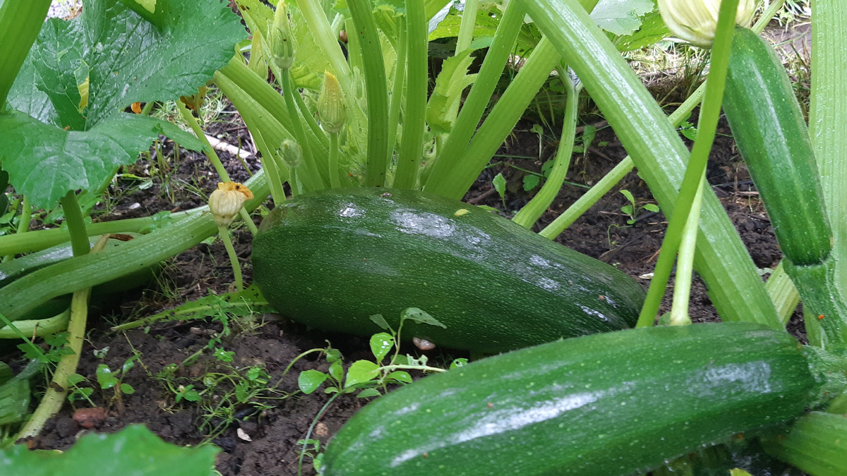 Как вырастить идеальные кабачки: простые советы для своего огорода