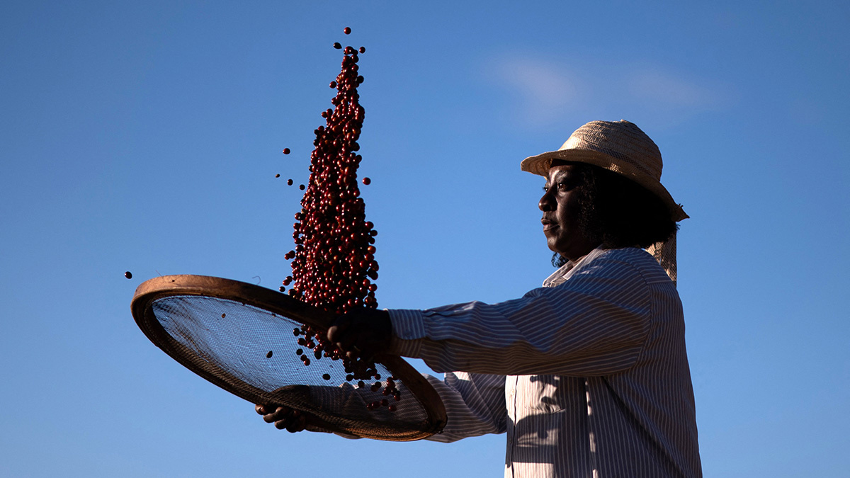 Кофе как двигатель экономики Латинской Америки: вызовы и перспективы