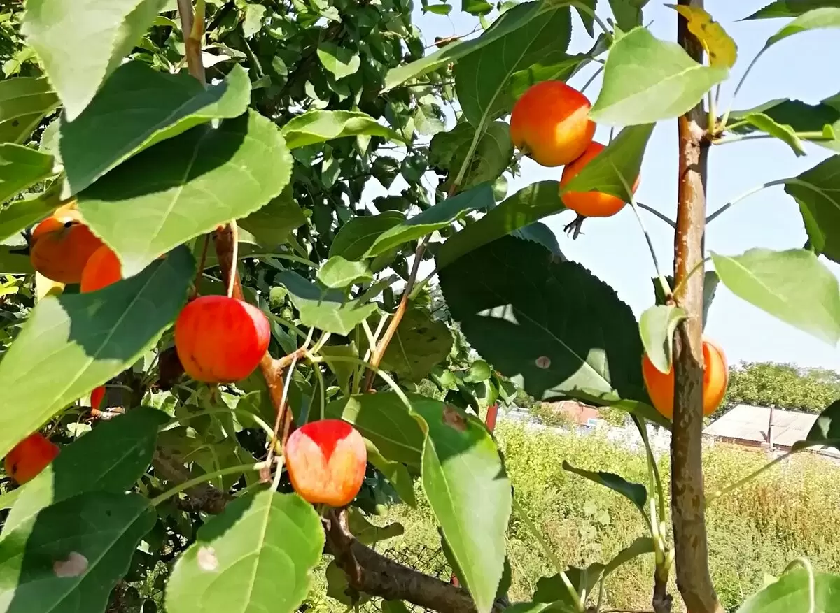 Яблочные страдания: как неудачи на кухне могут стать комедией