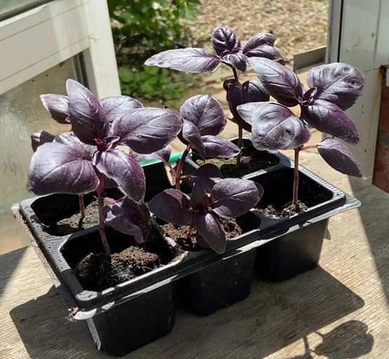 Ошибки, которые мешают растению расти: как спасти рассаду в марте