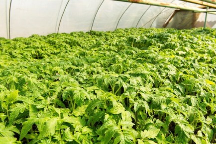 Как избежать жирования томатов в теплице: секреты опытных садоводов