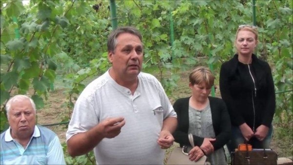 Виноград Викинг: новый взгляд на известный сорт