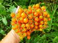 Томат Киш-Миш Оранжевый: секреты сладкого угощения для вашего сада