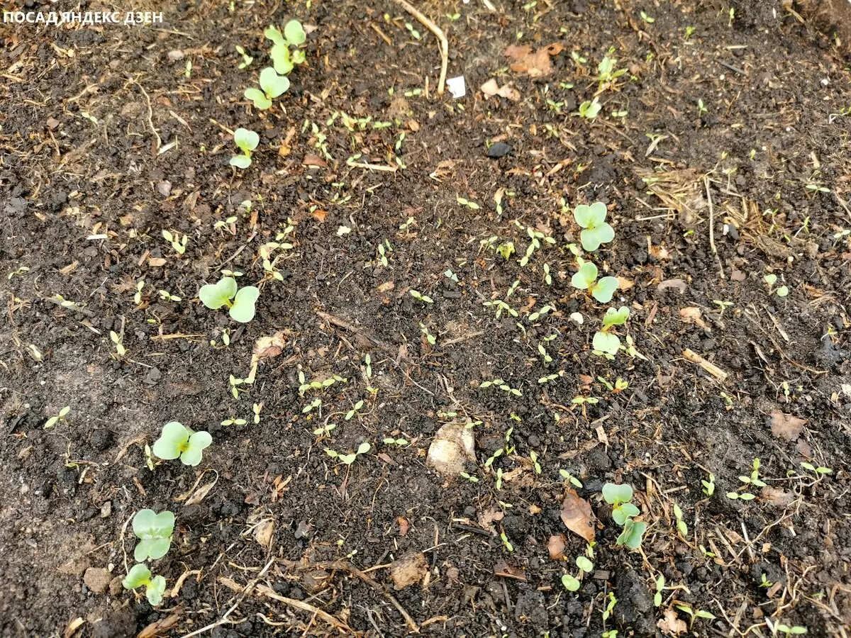 Как быстро и просто избавиться от сорняков с помощью домашнего инструмента