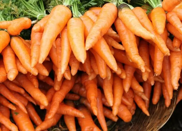 Эффективные методы посева моркови
