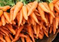 Эффективные методы посева моркови